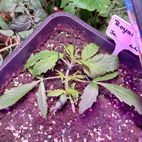 AKj growlog timeline photo