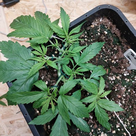 AKj growlog timeline photo