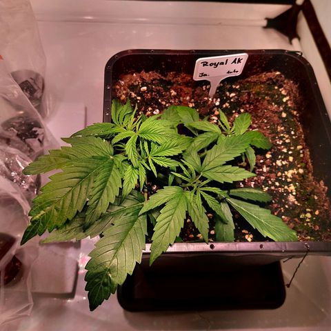 AKj growlog timeline photo