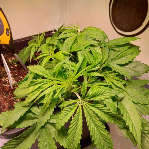 AKj growlog timeline photo