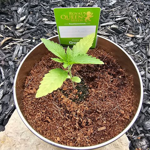 First Try growlog photo: Looking good 