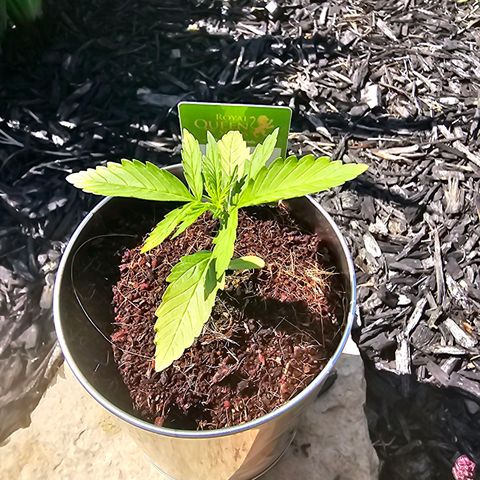 First Try growlog photo: Adjusted soil, roots started small