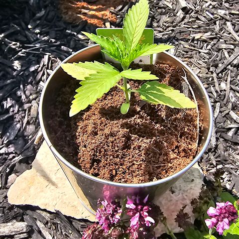 First Try growlog timeline photo