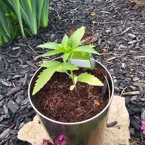 First Try growlog timeline photo
