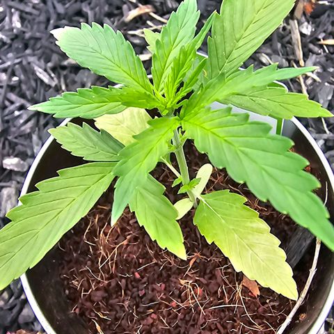 First Try growlog timeline photo