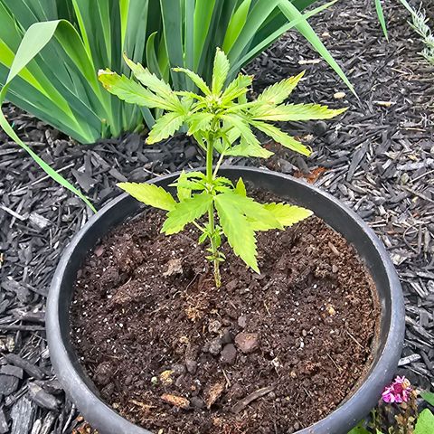 First Try growlog timeline photo