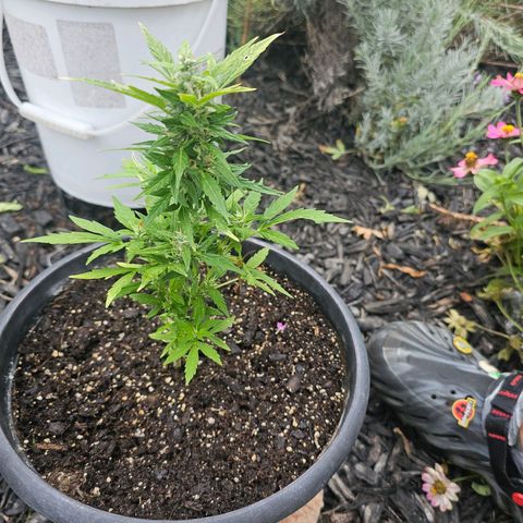 First Try growlog timeline photo