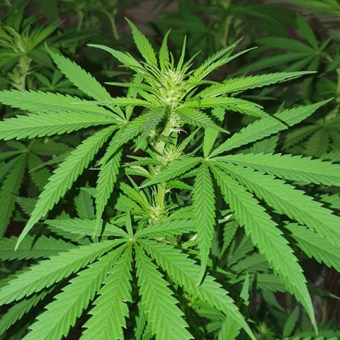 Stardawg growlog timeline photo