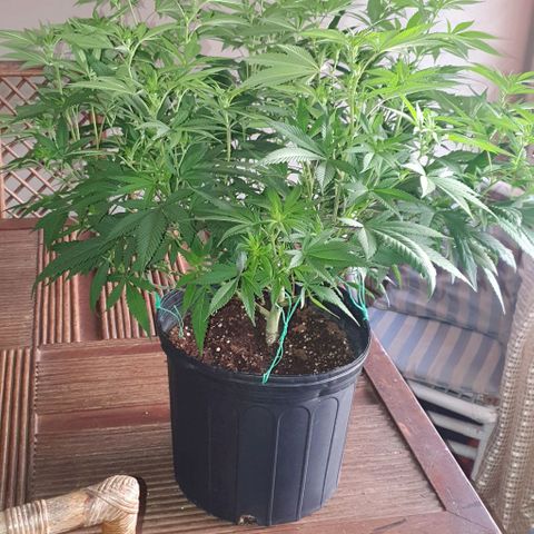 Runtz clone growlog timeline photo