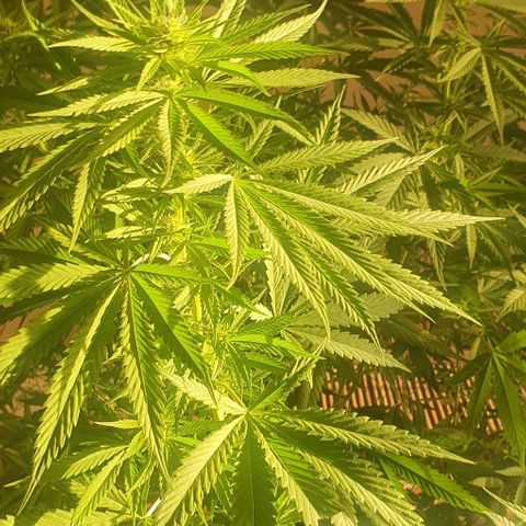 Stardawg growlog timeline photo