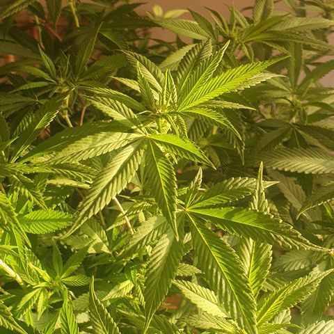 Runtz clone growlog timeline photo