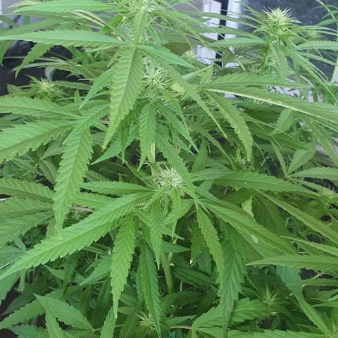 Stardawg growlog timeline photo