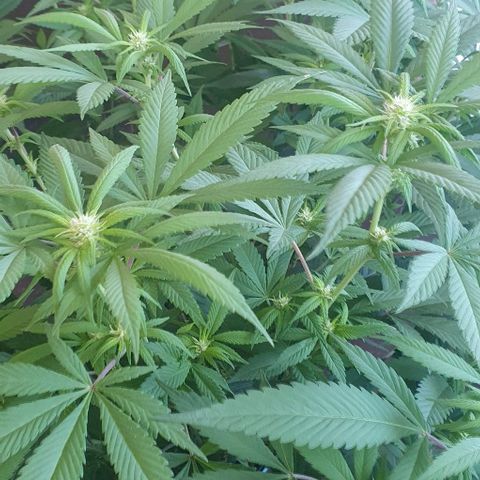 Runtz clone growlog timeline photo