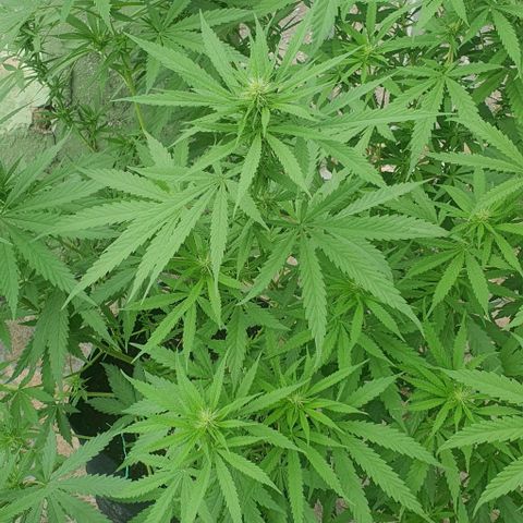 Stardawg growlog photo: After final defoliation