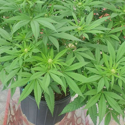 Runtz clone growlog photo: Light defoliation