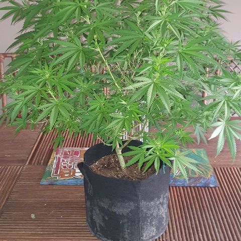 Stardawg growlog timeline photo