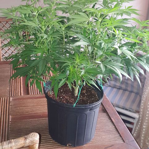 Runtz clone growlog timeline photo