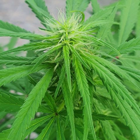 Stardawg growlog photo: No stresses noticed...removed affected leaves