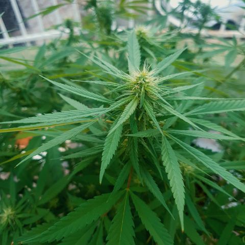 Stardawg growlog photo: No stresses noticed...removed affected leaves