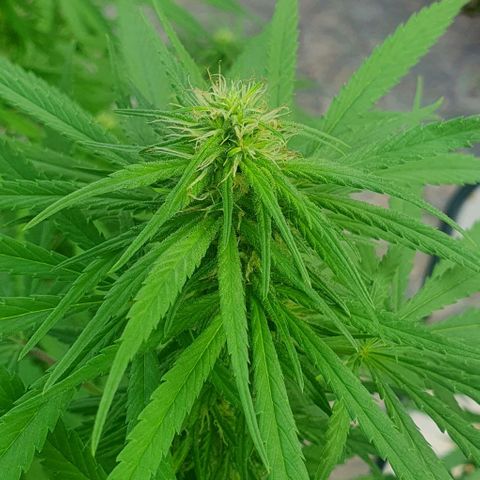 Stardawg growlog photo: No stresses noticed...removed affected leaves