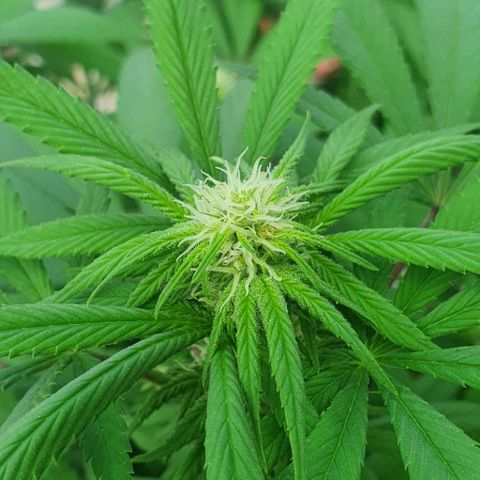 Runtz clone growlog photo: Removed affected leaves