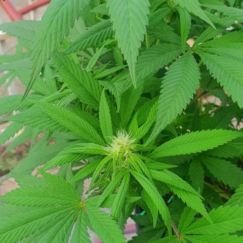 Runtz clone growlog photo: Removed affected leaves