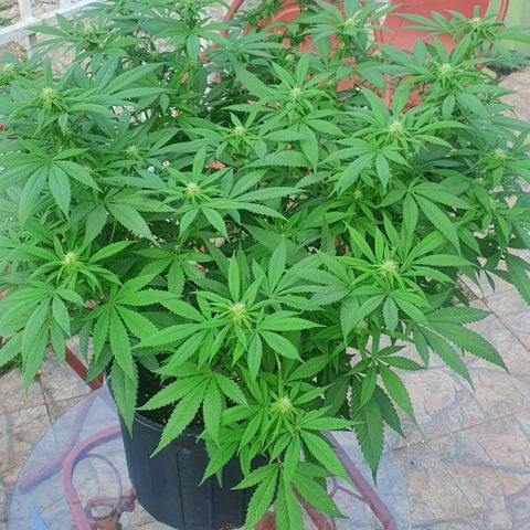 Runtz clone growlog photo: Removed affected leaves