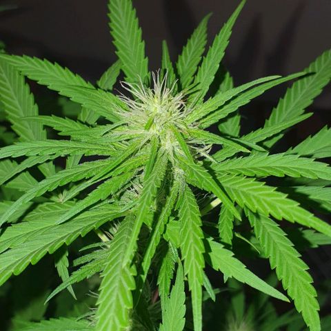 Stardawg growlog timeline photo
