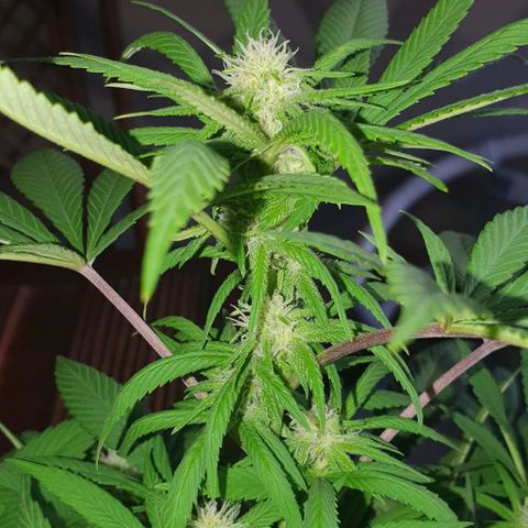 Stardawg growlog timeline photo