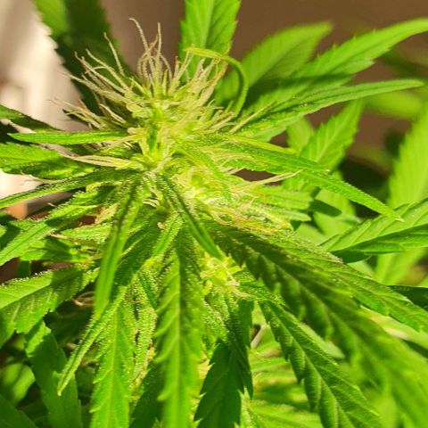 Stardawg growlog timeline photo