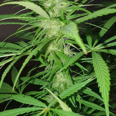 Stardawg growlog timeline photo
