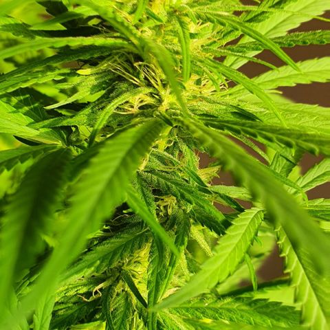 Stardawg growlog timeline photo