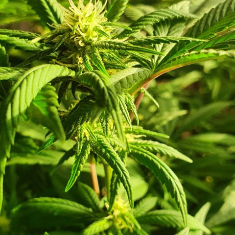Runtz clone growlog timeline photo
