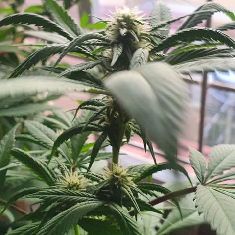 Runtz clone growlog timeline photo
