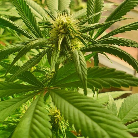 Runtz clone growlog timeline photo