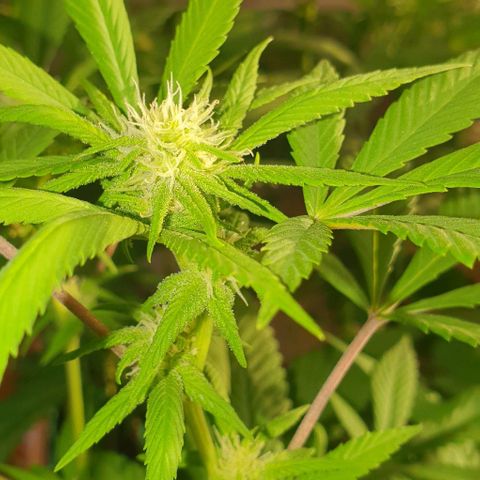 Runtz clone growlog timeline photo