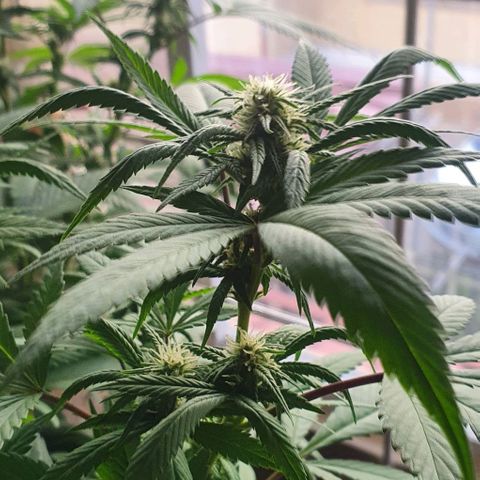 Runtz clone growlog timeline photo