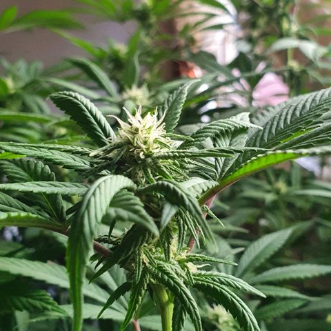 Runtz clone growlog timeline photo
