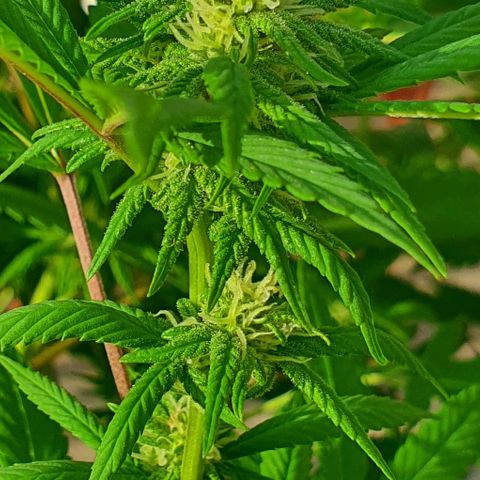 Runtz clone growlog timeline photo