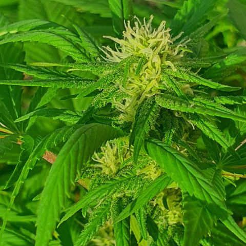 Runtz clone growlog timeline photo