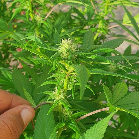 Runtz clone growlog timeline photo