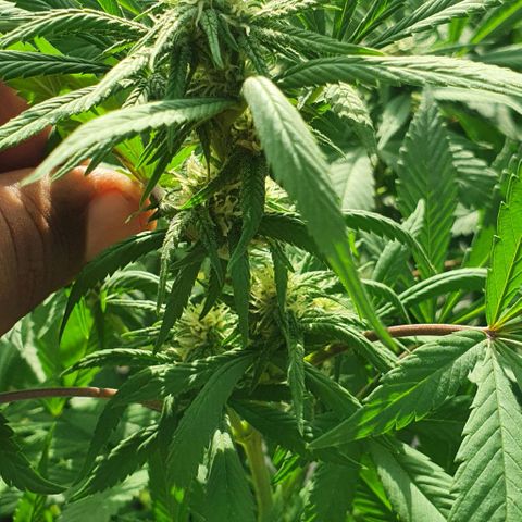 Runtz clone growlog timeline photo