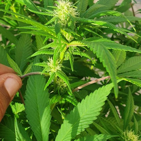 Runtz clone growlog timeline photo