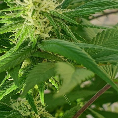 Runtz clone growlog timeline photo