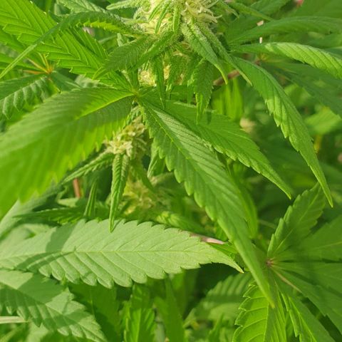 Runtz clone growlog timeline photo