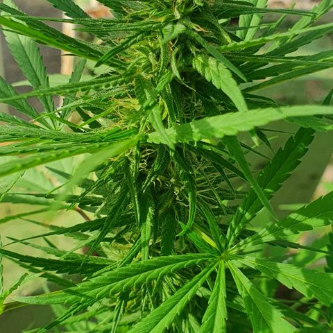 Stardawg growlog timeline photo