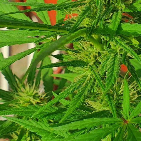 Stardawg growlog timeline photo
