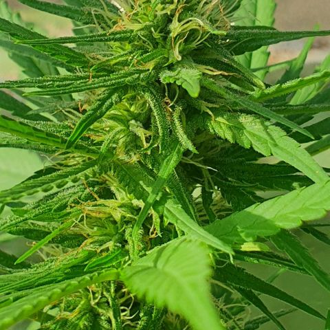Stardawg growlog timeline photo
