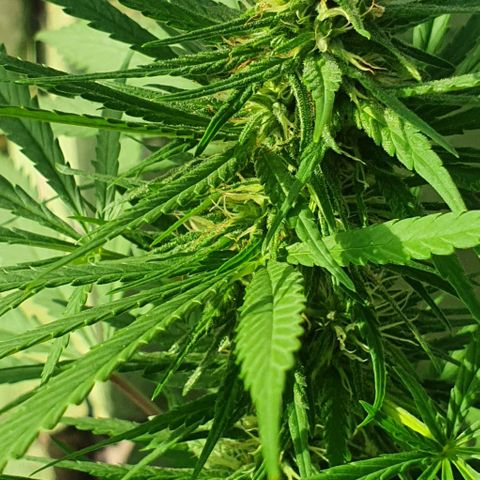 Stardawg growlog timeline photo