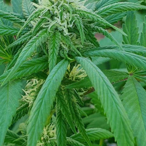 Runtz clone growlog timeline photo